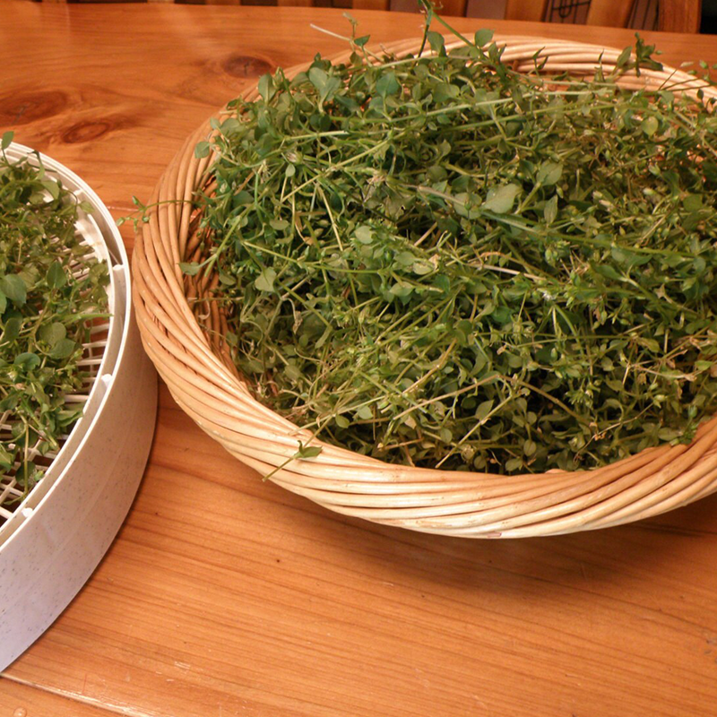WILD CHICKWEED HERBAL SALVE 🌿