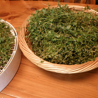 WILD CHICKWEED HERBAL SALVE 2OZ 🌿