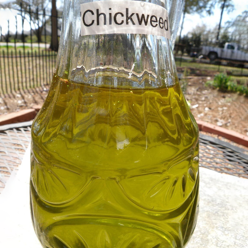 WILD CHICKWEED HERBAL SALVE 2OZ 🌿